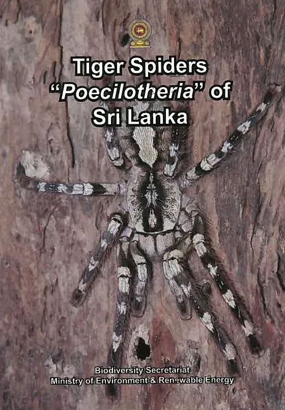 Tiger Spiders